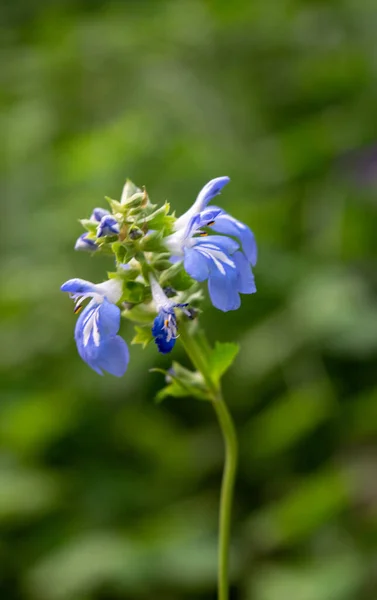 Salvia Pallida Celeste Kék Virága — Stock Fotó