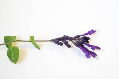 Salvia guaranitica 'nın mor çiçeği