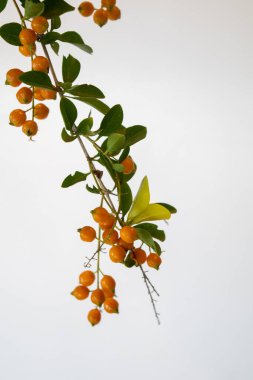 Duranta Erecta 'ya portakal tohumu ekecek.