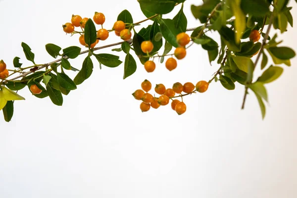 Σπόροι Πορτοκαλιού Φύτεψε Duranta Erecta — Φωτογραφία Αρχείου