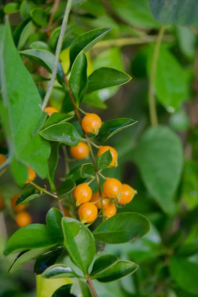 Orangensamen Für Die Pflanze Duranta Erecta — Stockfoto