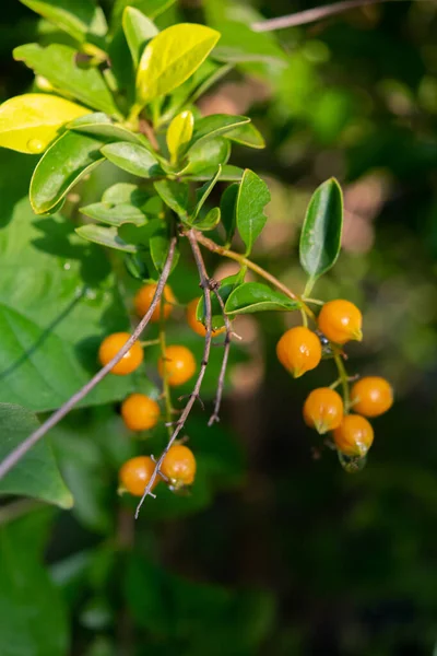 Orangensamen Für Die Pflanze Duranta Erecta — Stockfoto