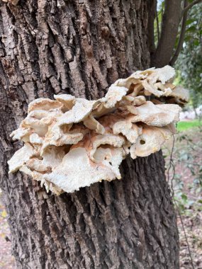 Ağacın gövdesindeki mantarlar. Yaprak grifola