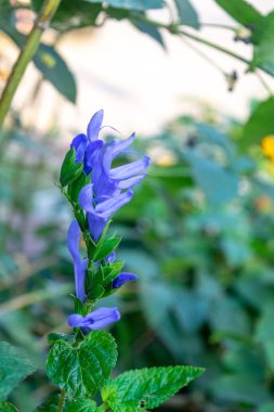 Salvanın mavi çiçekleri
