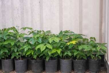 Saksı lapacho bitkileri. ağaç filizlenmesi