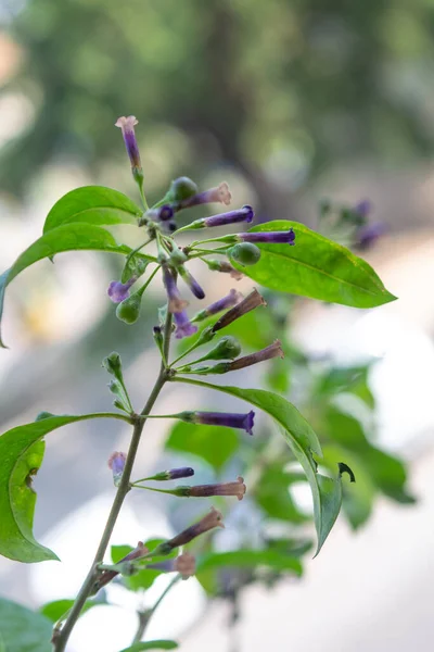 Kleine Violette Blüten Der Planta Talilla — Stockfoto