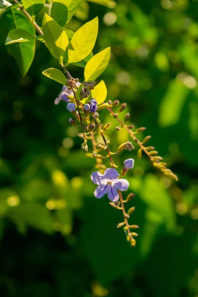 Veilchenblüten Der Pflanze Duranta Erecta — Stockfoto