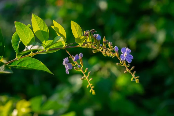 Фіолетові Квіти Рослини Duranta Erecta — стокове фото