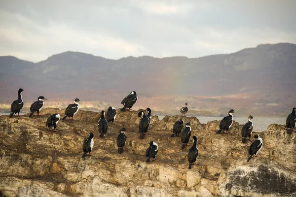 Cormorans Impériaux Sur Une Île Ushuaia Terre Feu — Photo