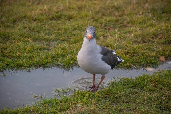 Mewa Południowa Zatoce Encerrada Ushuaia Tierra Del Fuego — Zdjęcie stockowe