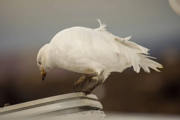 앨버스 티에라델푸에고에 비둘기 — 스톡 사진