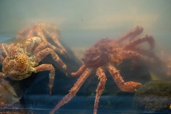 Krabben Fischbecken Eines Restaurants Ushuaia — Stockfoto