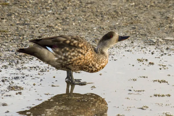 Crested Duck Στην Ακτή Της Encerrada Bay Στην Ushuaia Lophonetta — Φωτογραφία Αρχείου