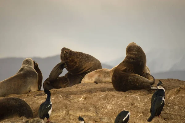 Zeeleeuw Van Een Haar Ushuaia Tierra Del Fuego — Stockfoto