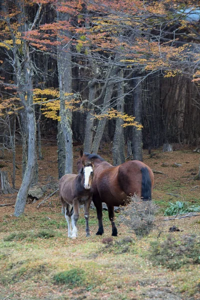 Dzikie Konie Parku Narodowym Tierra Del Fuego — Zdjęcie stockowe