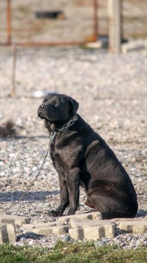 Siyah bir labrador av köpeğinin portresi.