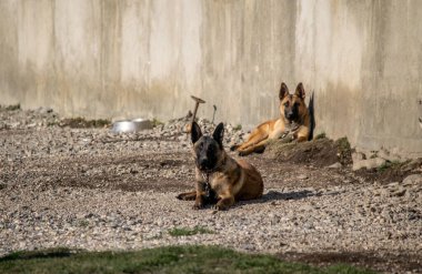 Alman çoban köpekleri yerde dinleniyor.