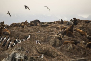 Beagle Kanalı 'ndaki deniz hayvanları. Ushuaia, Arjantin