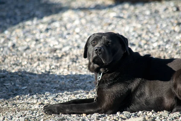 Portret Van Een Zwarte Labrador Retriever — Stockfoto