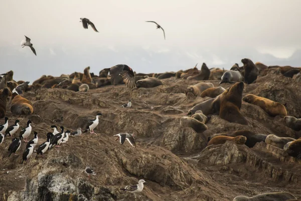 Fauna Marina Nel Canale Beagle Ushuaia Argentina — Foto Stock