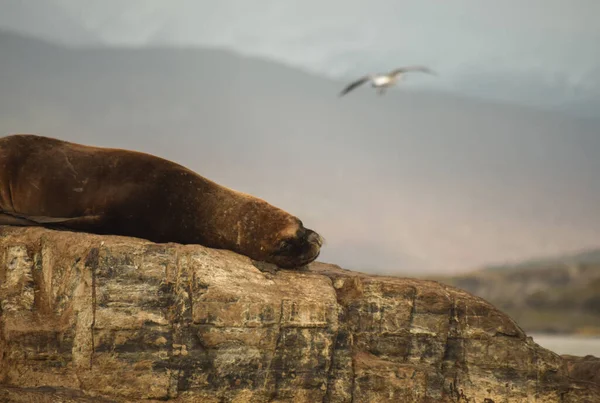Leão Mar Cabelo Ushuaia Tierra Del Fuego — Fotografia de Stock