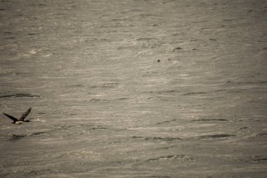 Beagle Kanalı üzerinde uçan kuş.