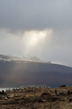 Beagle Kanalı 'ndaki deniz hayvanları. Ushuaia, Arjantin