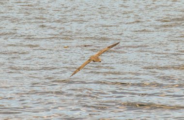 Beagle Kanalı üzerinde uçan kuş.