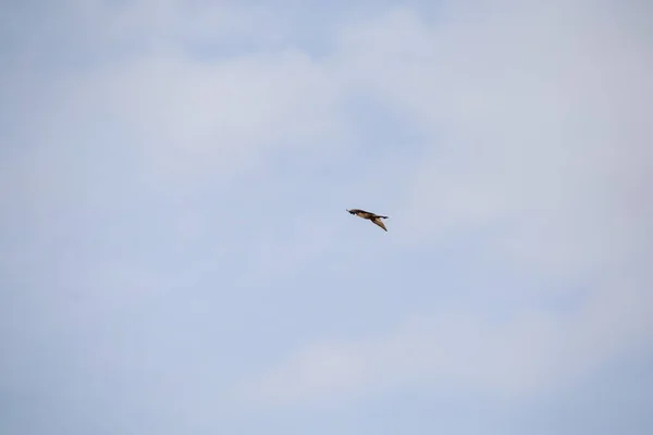 Yırtıcı Kuş Gökyüzünde Uçuyor — Stok fotoğraf