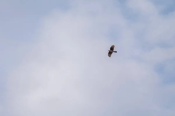 Pássaro Rapina Voando Céu — Fotografia de Stock