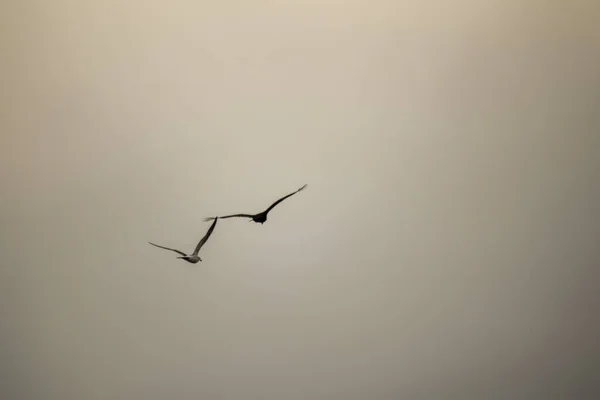 Pássaro Voando Sobre Canal Beagle — Fotografia de Stock