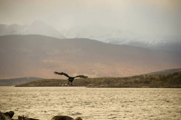 Burung Terbang Atas Beagle Channel — Stok Foto