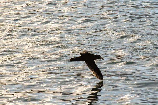 ビーグル チャンネルを飛ぶ鳥 — ストック写真