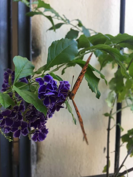 Oranger Schmetterling Auf Violetten Blüten Monarchfalter Danaus Plexippus — Stockfoto