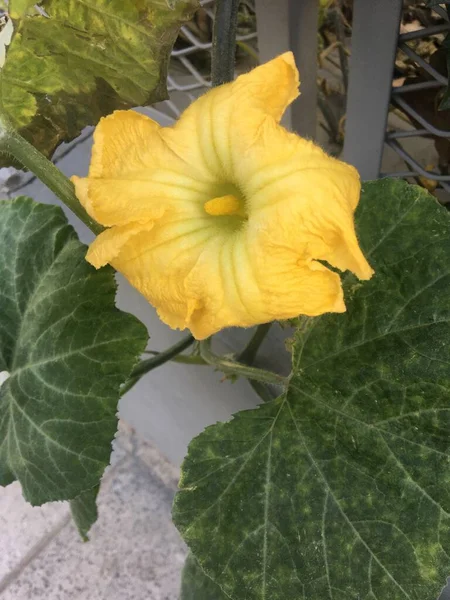 Flor Amarilla Una Planta Calabaza — Foto de Stock