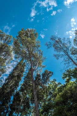 Ağaçlar ormanın derinliklerinden görünüyor.