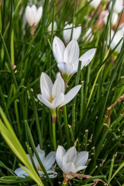 Nilüfer çiçeğine yakın çekim