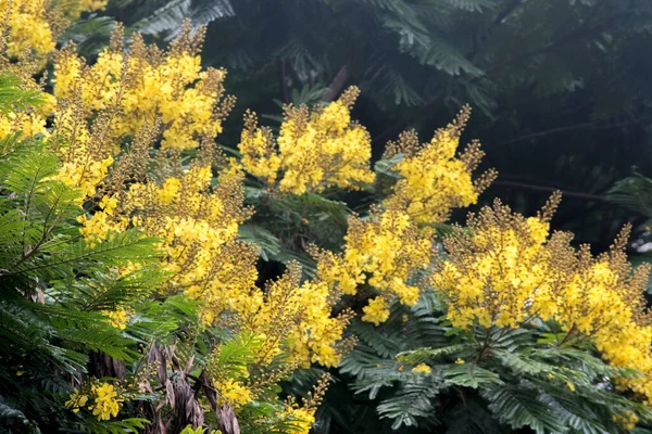 Flores Amarelas Uma Árvore — Fotografia de Stock
