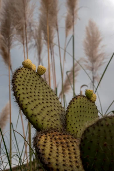 Ontwerp Van Een Tuin Met Cactussen — Stockfoto