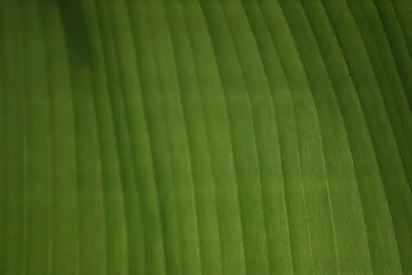 Dettaglio Una Foglia Verde — Foto Stock