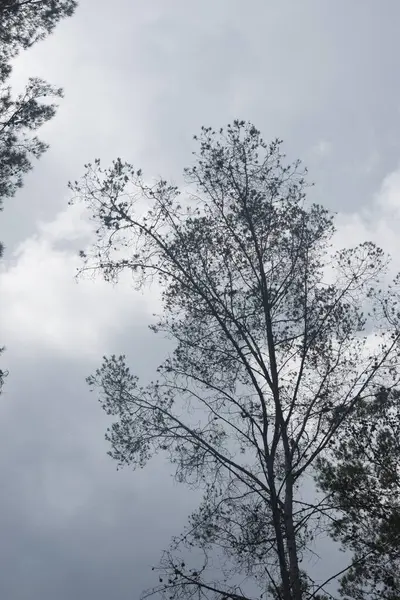 Σιλουέτα Δέντρου Συννεφιασμένη Μέρα — Φωτογραφία Αρχείου