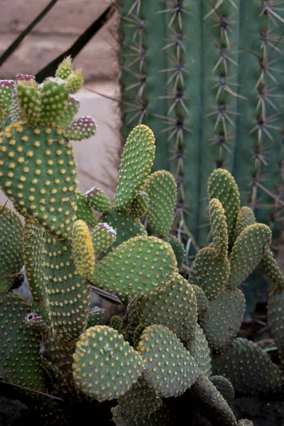 Ontwerp Van Een Tuin Met Cactussen — Stockfoto