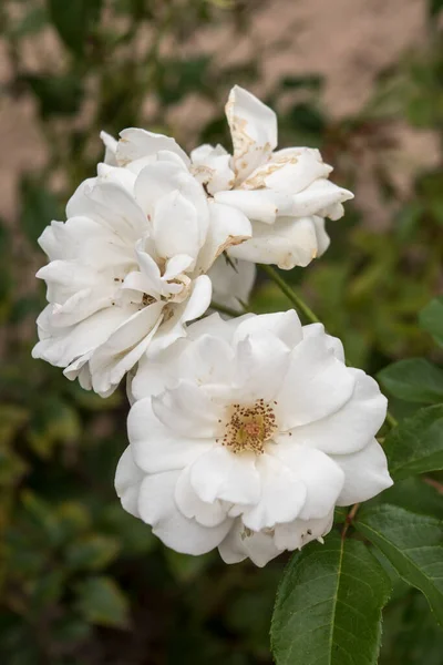 Detailní Fotografie Bílých Růží — Stock fotografie