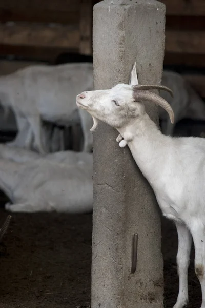 农场畜栏里的山羊 — 图库照片