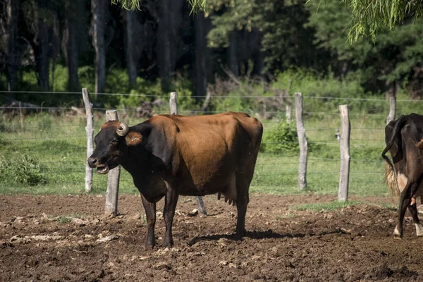 Vacas Granja Salta —  Fotos de Stock