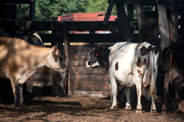 Cows Farm Salta — Stock Photo, Image