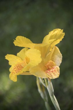 Canna indica 'nın büyük sarı çiçekleri