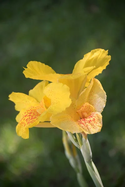 Grandes Flores Amarelas Canna Indica — Fotografia de Stock