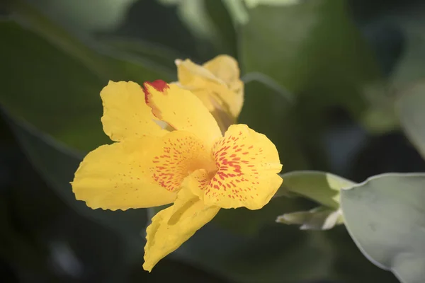 カンナ インディカの大きな黄色の花 — ストック写真