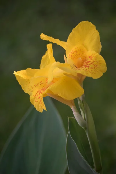 Grandes Flores Amarillas Una Canna Indica — Foto de Stock
